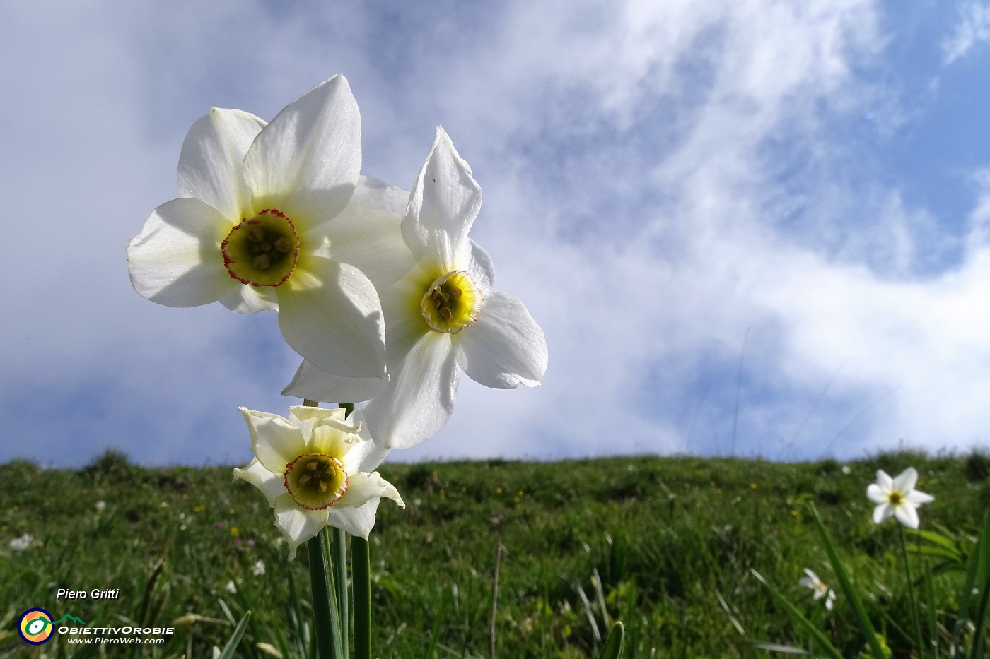 32 Narcisi del Linzone in primo piano.JPG -                                